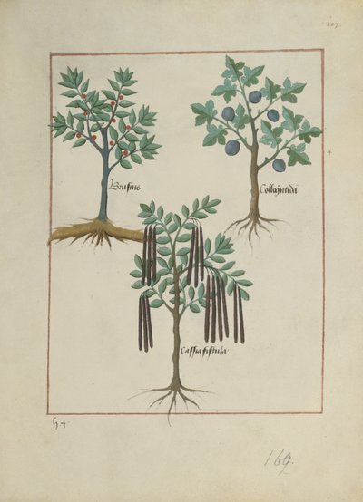 Illustration du Livre des Simples Médecines par Mattheaus Platearius (d.c.1161) c.1470 - Robinet Testard